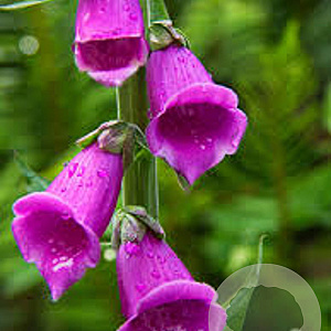 Digitalis purp. 'Dalmatian Rose' GM P9