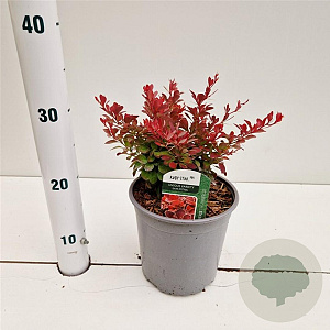 Berberis thunb. 'Ruby Star' 30-35 cm 2,0L