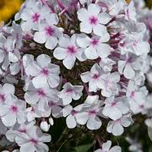 Phlox paniculata 'Nirvana' GM P9