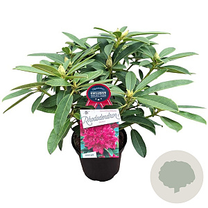 Rhododendron 'Old Port' 30-40 cm 5,0L struik