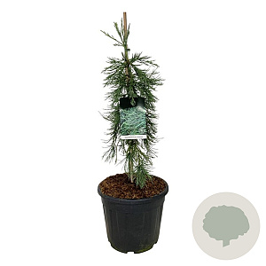 Sequoiadendron g. 'Pendulum' 80-100 cm 30L extra