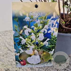 Salvia micr. 'Gletsjer' 40-45 cm 2,5L