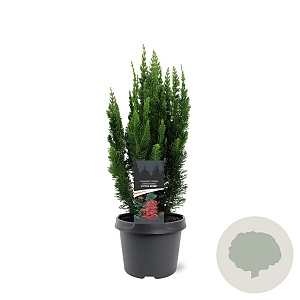 Chamaecyparis l. 'Little Spire' 30-40 cm 3,0L