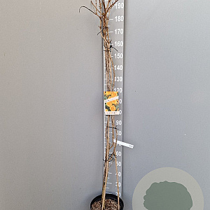 Campsis rad. 'Flava' 150-175 cm 10L