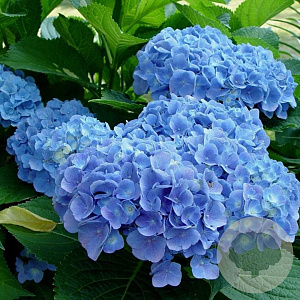 Hydrangea m. Forever Blue GM 3,0L leverbaar