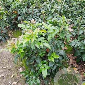 Mahonia aq. 'Apollo' GM C3