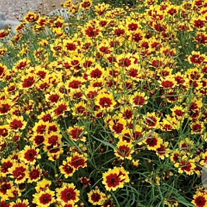 Coreopsis 'Bengal Tiger' GM P9