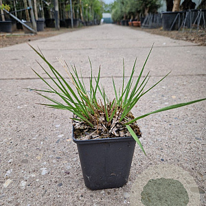 Molinia caerulea 'Moorhexe' GM P9