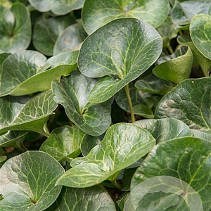 Asarum europaeum GM P9