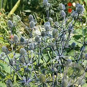 Eryngium pl. 'Blauer Zwerg' GM P9