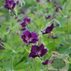Geranium ph. 'Raven' GM P9