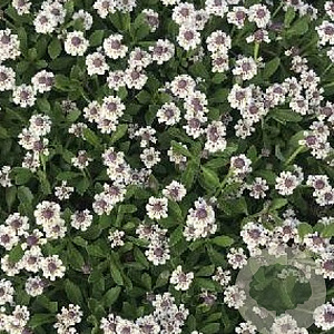 Phyla nodiflora GM P9