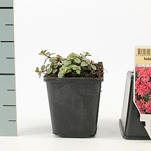 Sedum spurium 'Splendens' GM P9