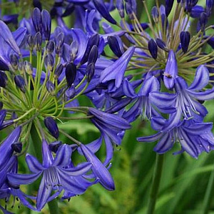 Agapanthus 'Northern Star' GM c20