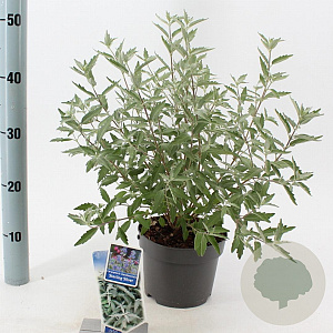 Caryopteris cland. Sterling Silver 30-40 cm 2,0L