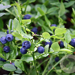 Vaccinium c. 'Calypso' 80-100 cm 35L