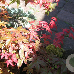 Acer pal. 'Corallinum' 175-200 cm cont. 110L
