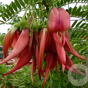 Clianthus puniceus 'Roseus' 175-200 cm 20L 3 stok