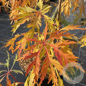 Acer Ice Dragon 125-150 cm 50L