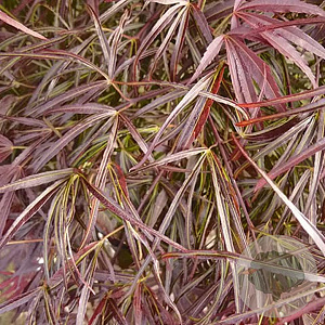 Acer pal. 'Atrolineare' 100-125 cm 20L
