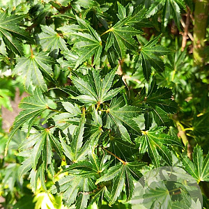 Acer pal. 'Coonara Pygmy' 200-250 cm cont. 80L