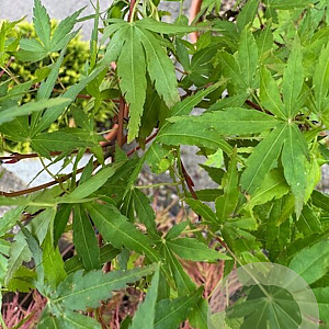 Acer pal. 'Kotohime' 60-80 cm 20L