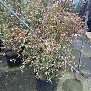Acer pal. 'Oridono-nishiki' 100-125 cm 20L