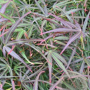 Acer pal. 'Villa Taranto' 80-100 cm 20L