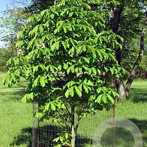 Aesculus hip. 'Pyramidalis' 200-250 cm cont. 130L