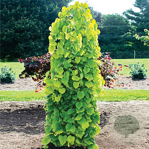 Cercis can. Golden Falls 125-150 cm 20L geveerd