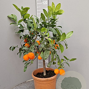 Citrus limonia 'Rangpur' 100 cm 10L stam oranje