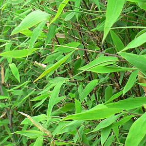 Fargesia 'Aurora' 100-150 cm 5,0L