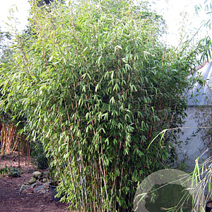 Fargesia 'Da Wei' 100-125 cm 5,0L