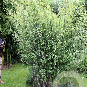 Fargesia demissa 'Gerry' 60-100 cm 5,0L