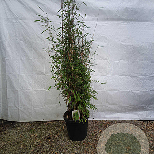 Fargesia nitida 'Great Wall' 150-175 cm 30L