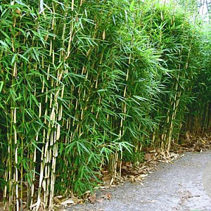 Fargesia robusta 'Robusta' 150 cm 5,0L