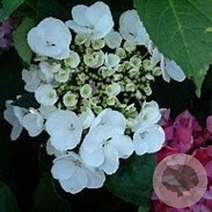 Hydrangea m. 'Libelle' 50-60 cm 20L