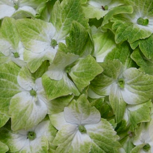 Hydrangea m. Magical Noblesse 30-40 cm 20L