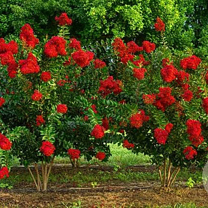 Lagerstroemia i. 'Miss Francess' 100-125 cm 20L