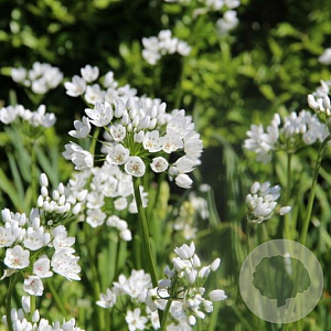 Allium cowanii verpakt per 100