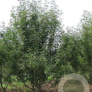 Malus 'Braendkjaer' 150-175 cm draadkluit meerstammig 80-100 breed