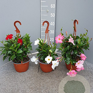 Mandevilla 'Bella' GM Hangpot 17