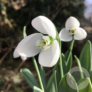 Galanthus elwesii (two) 'Polar Bear' verpakt per 100