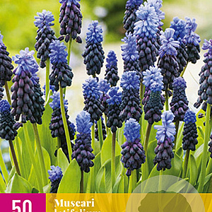 Muscari latifolium 5 cm verpakt per 100