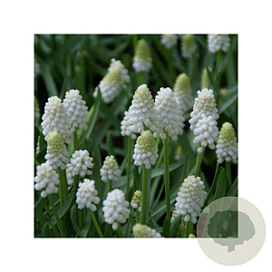 Muscari 'White Magic' verpakt per 100