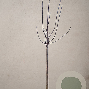 Paulownia fortunei Fast Blue 200 cm stam draadkluit 25-30