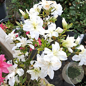 Rhododendron (AJ) 'Mémé' 70-80 cm 40L