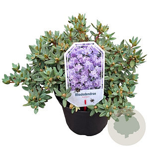 Rhododendron 'Ramapo' 25-30 cm 3,5L