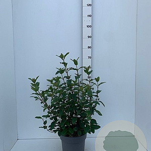 Viburnum tin. 'Purpureum' 50-60 cm 7,5L