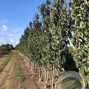 Prunus ser. 'Amanogawa' 300-350 cm draadkluit meerstammig